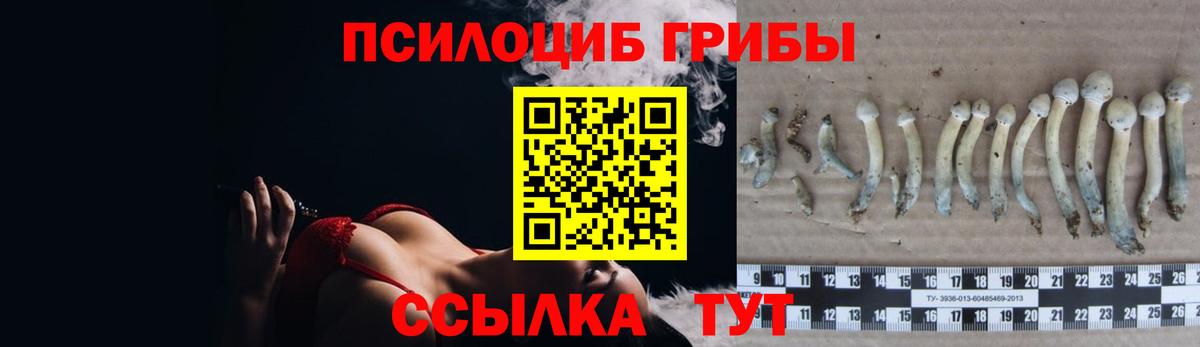 Галлюциногенные грибы Psilocybine cubensis Уссурийск